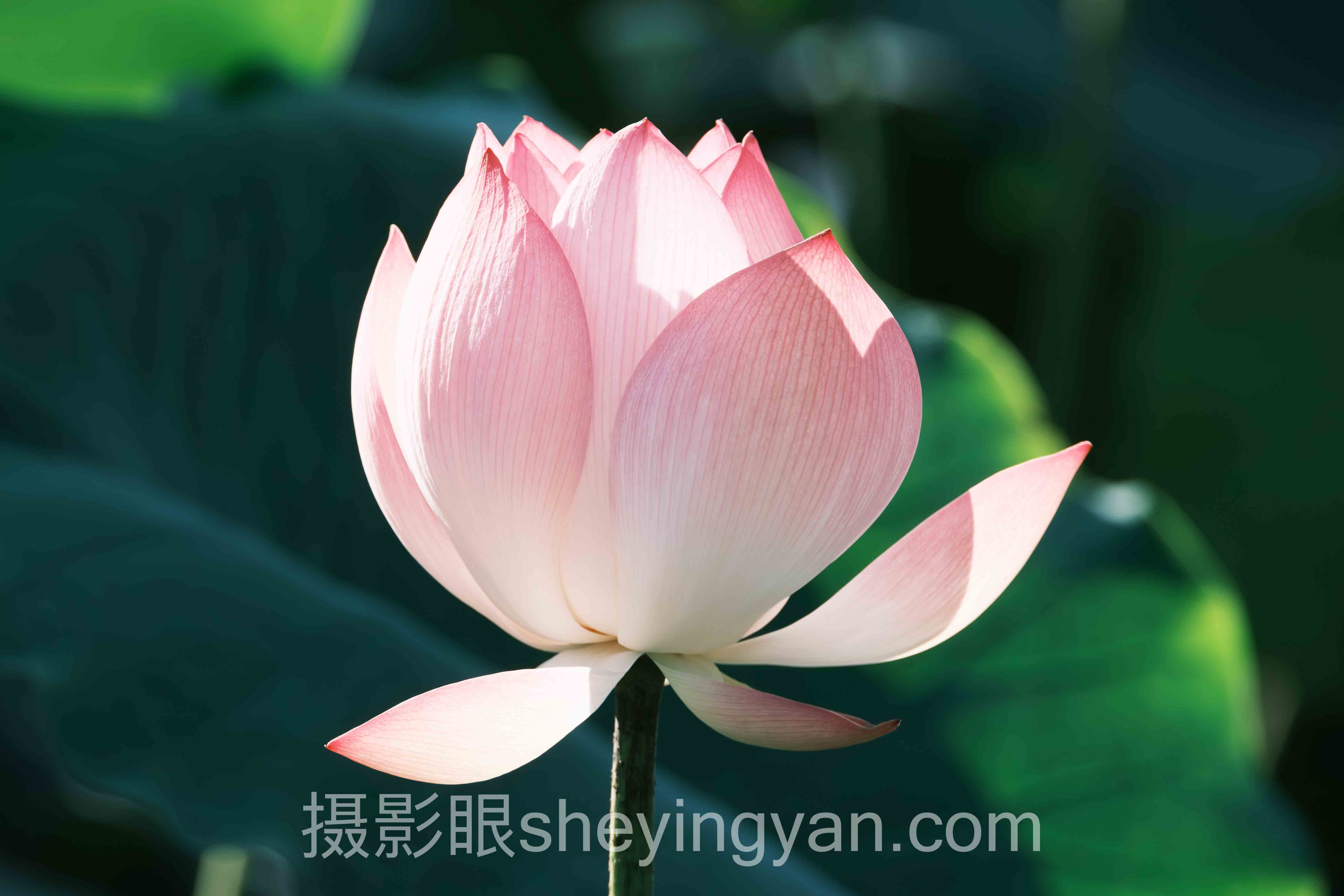 照片点评行业数据全景：7组数据揭示真实需求与平台格局