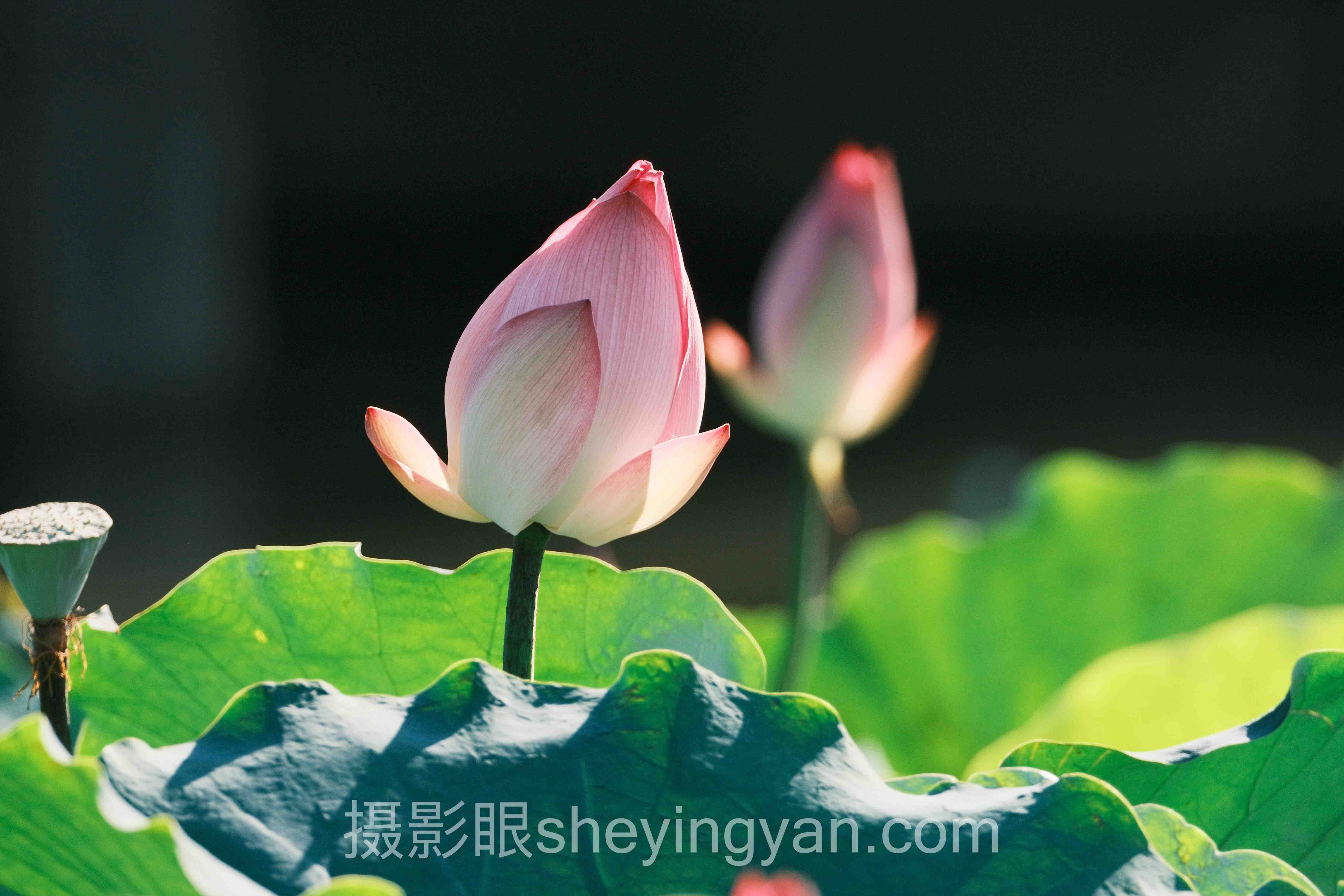 深度解析：摄影眼AI照片点评教学视频的核心问题与答案
