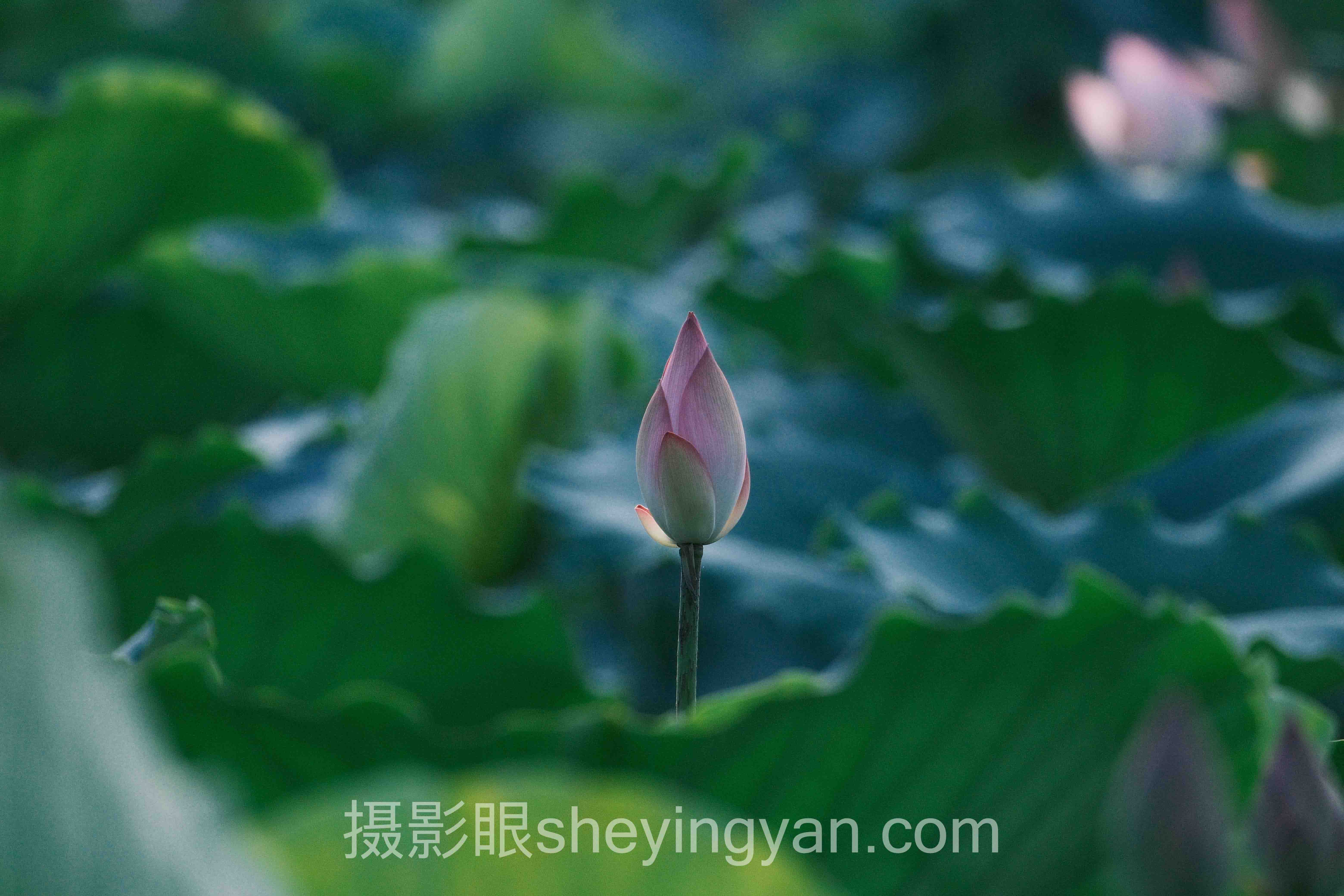 深度解析：拍花用什么角度的核心问题与答案
