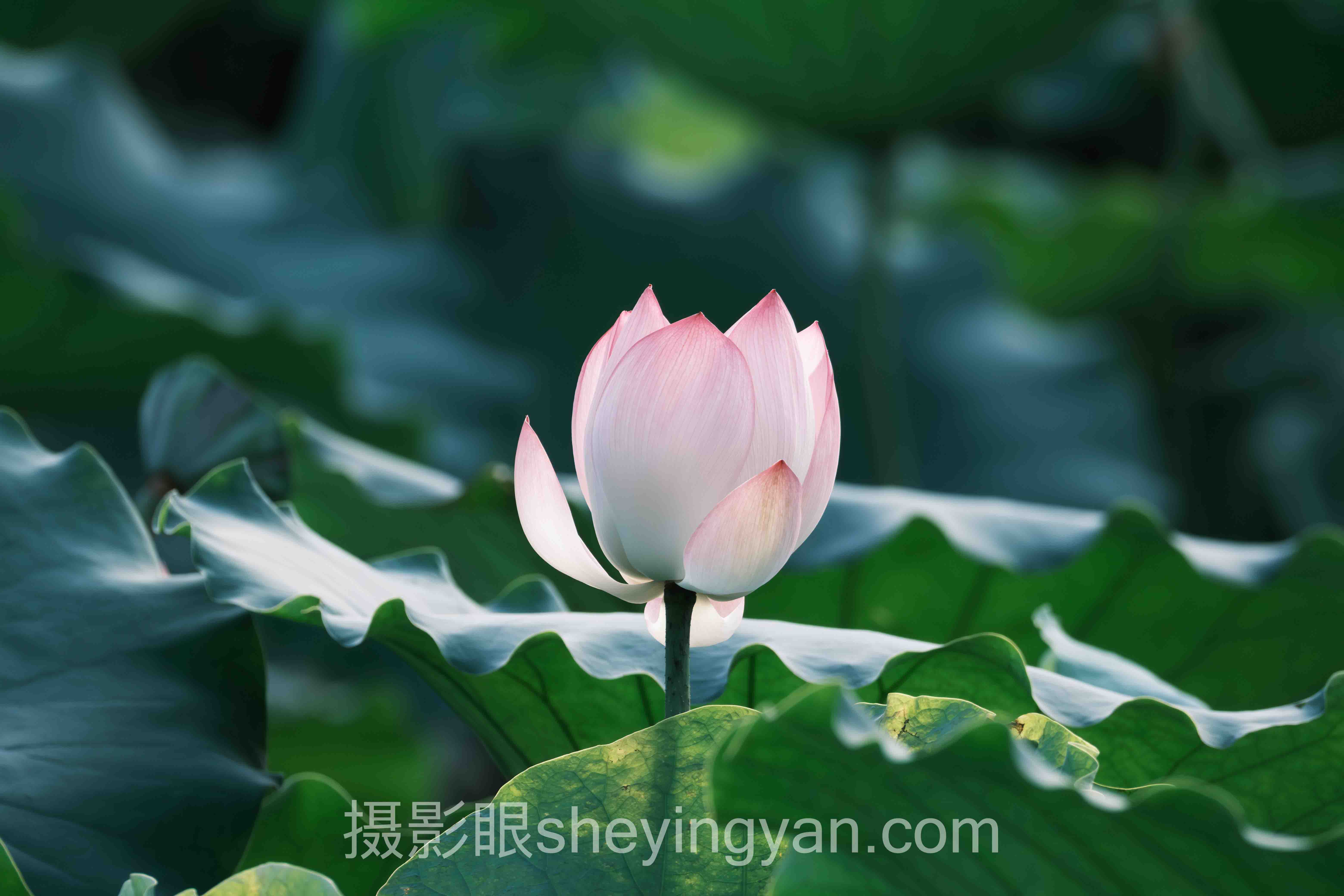Lightroom基本面板十人谈：多位专家的核心观点汇总