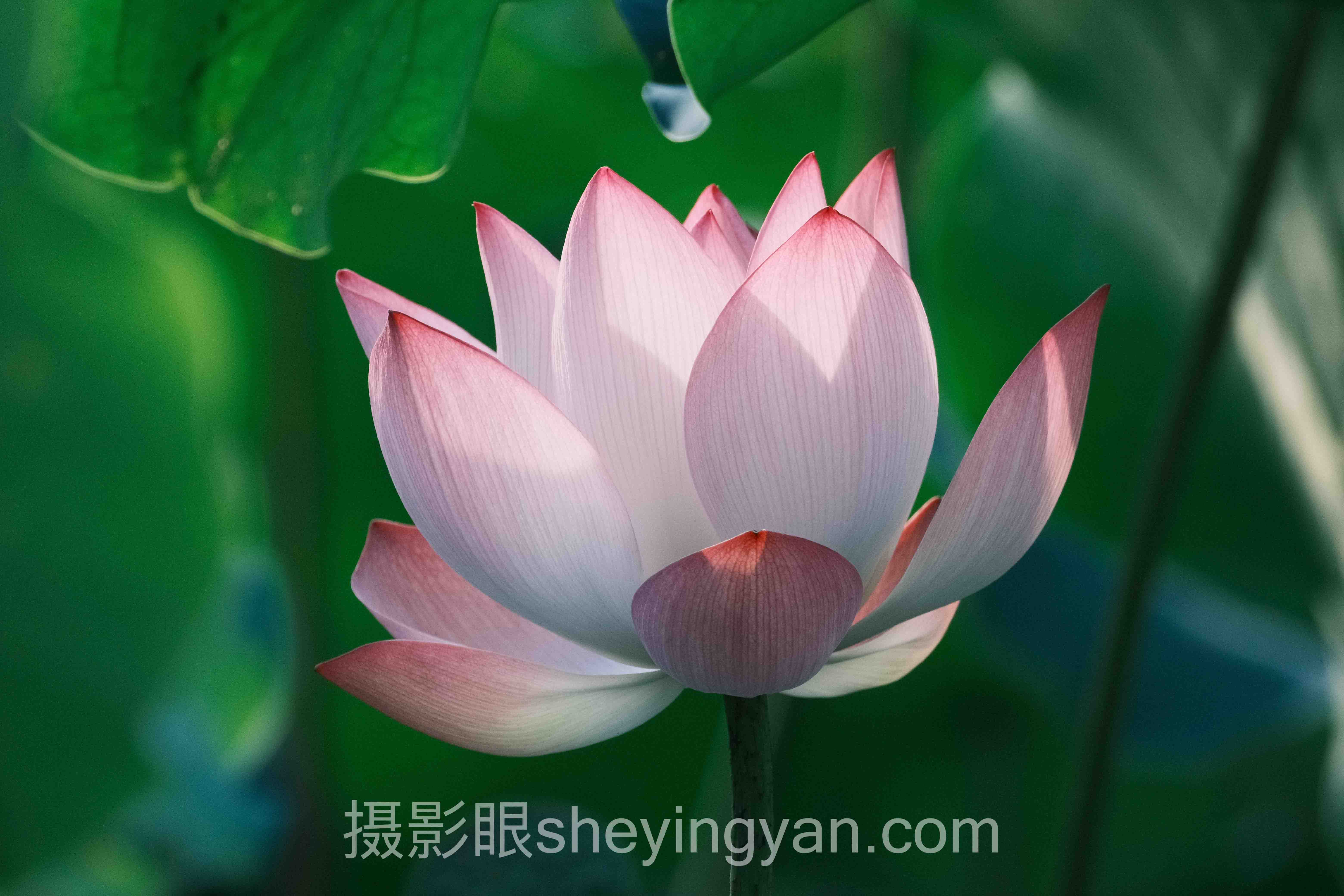 摄影眼平台Adobe RGB深度评测：5种选择全面解析