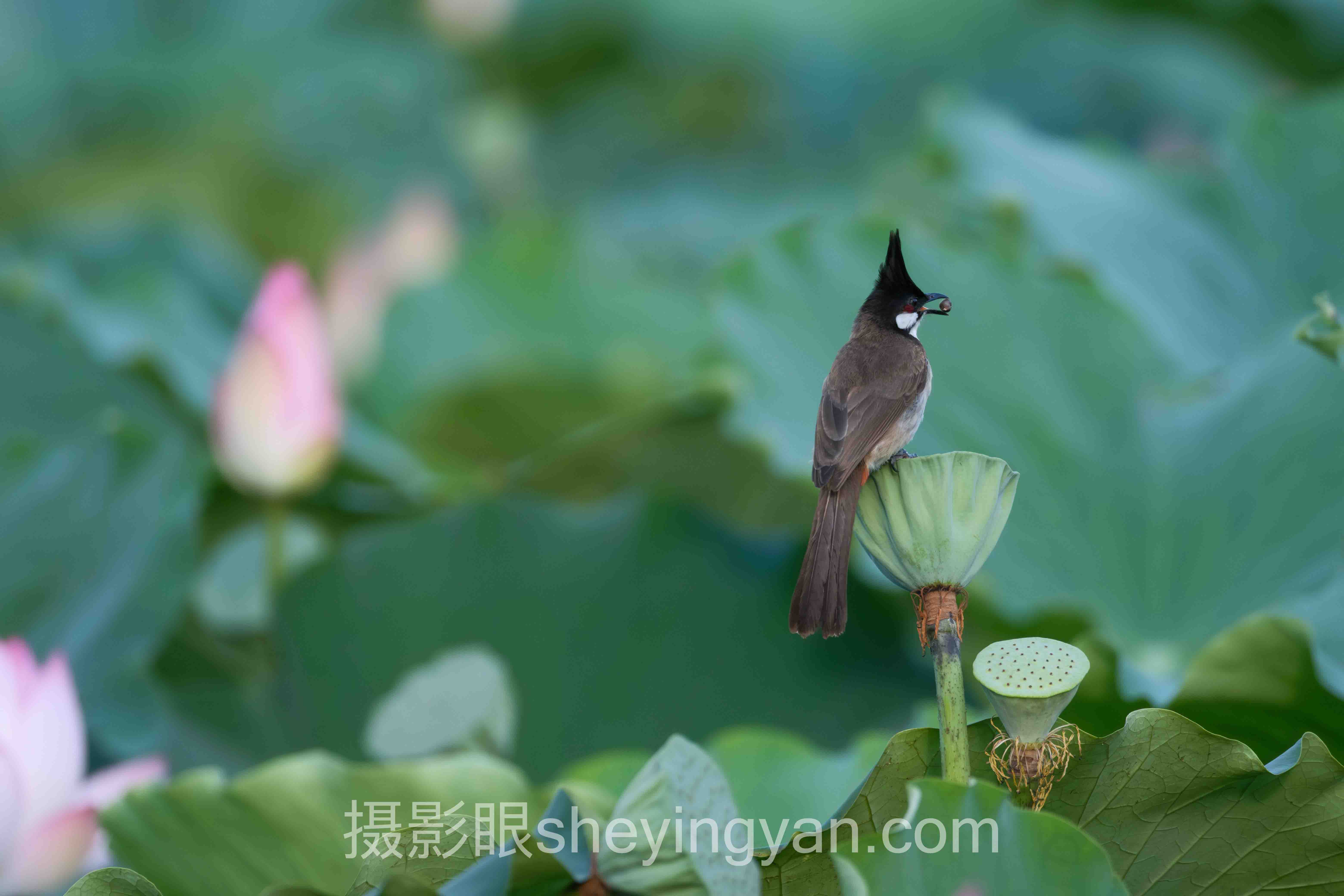 摄影眼平台培养摄影眼深度分析：现状、挑战与未来趋势