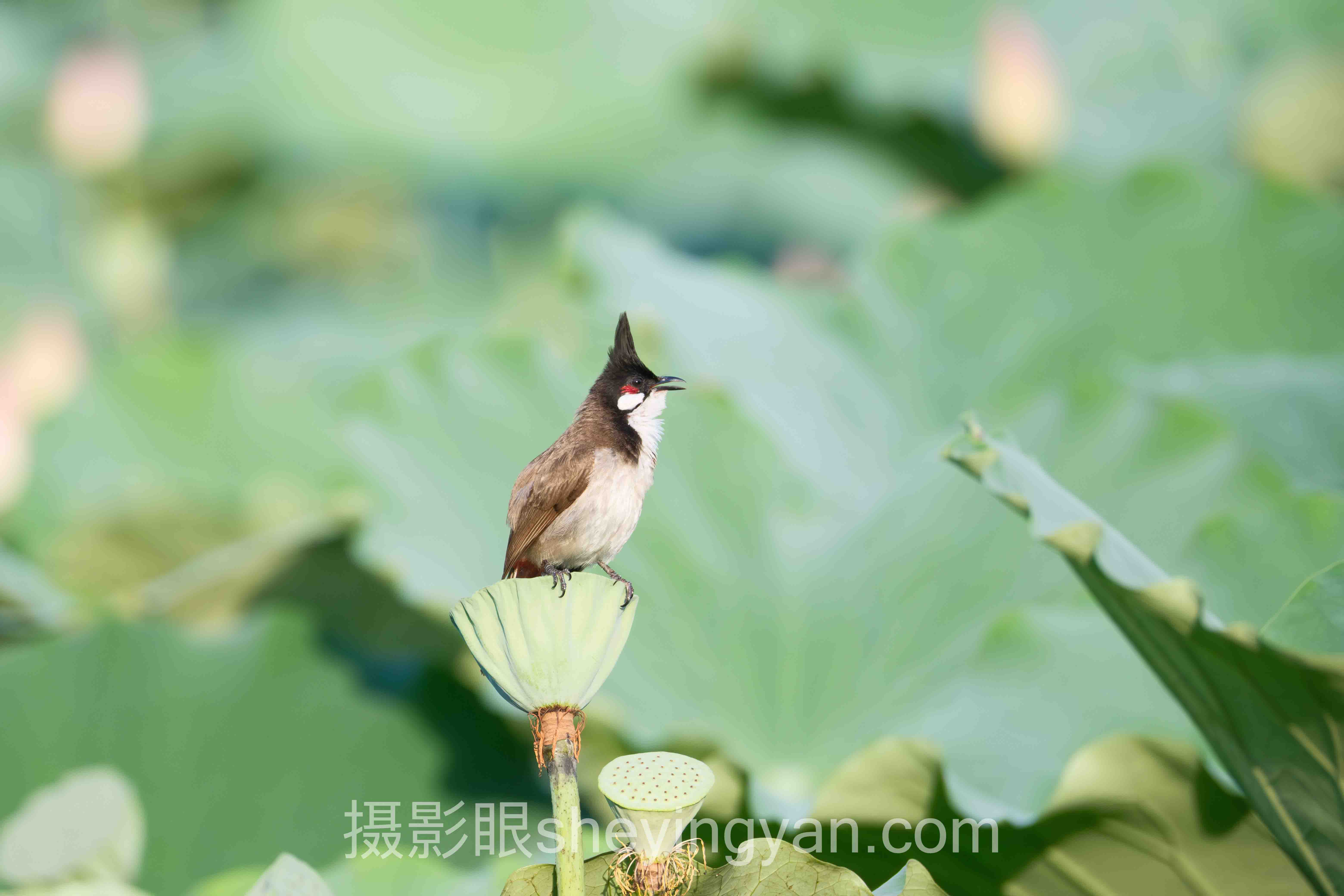 AI锐评摄影眼手机版十人谈：多位专家的核心观点汇总