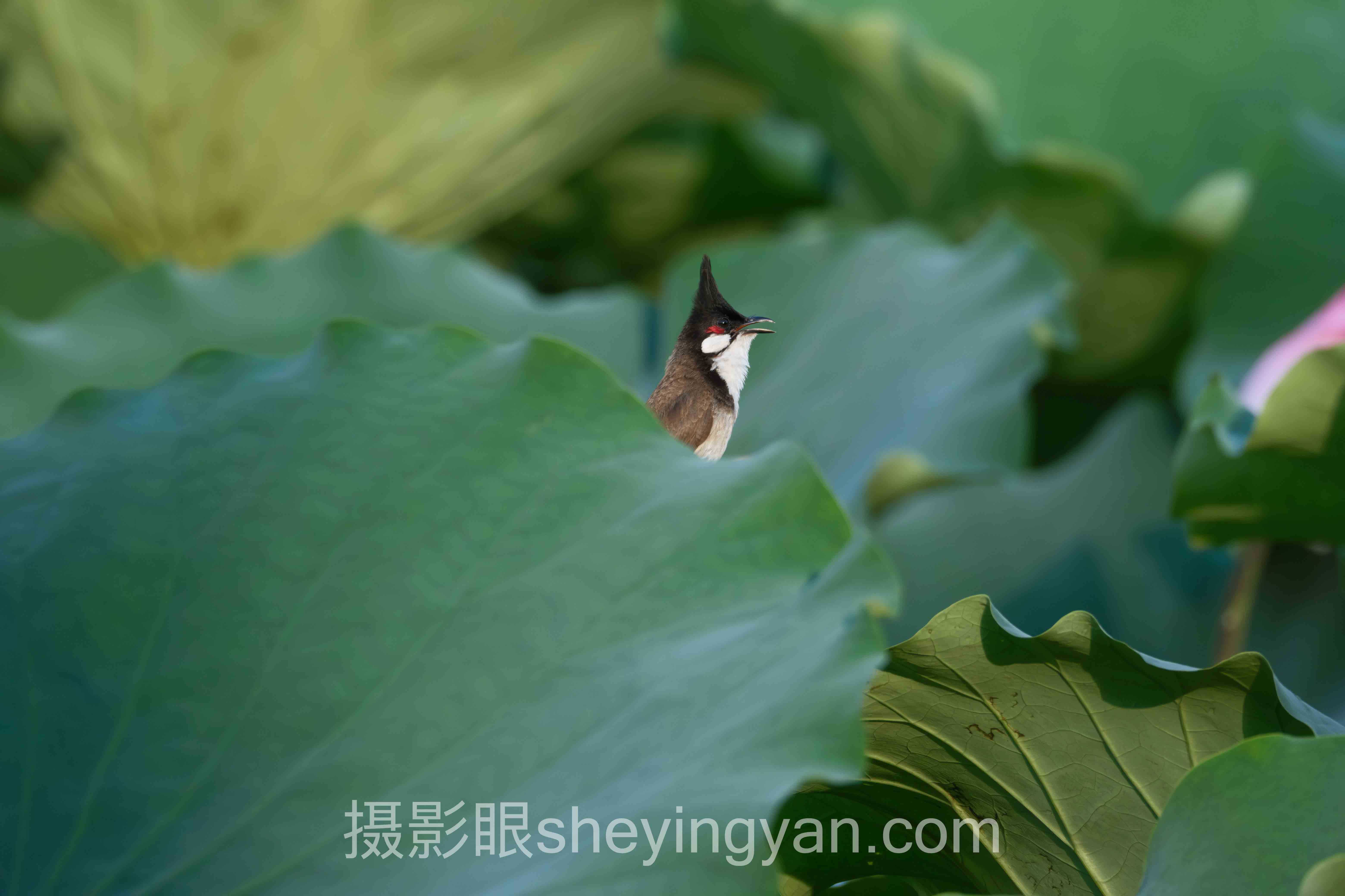 摄影眼网站入口安全吗实战案例拆解:3个成功实践的共同规律