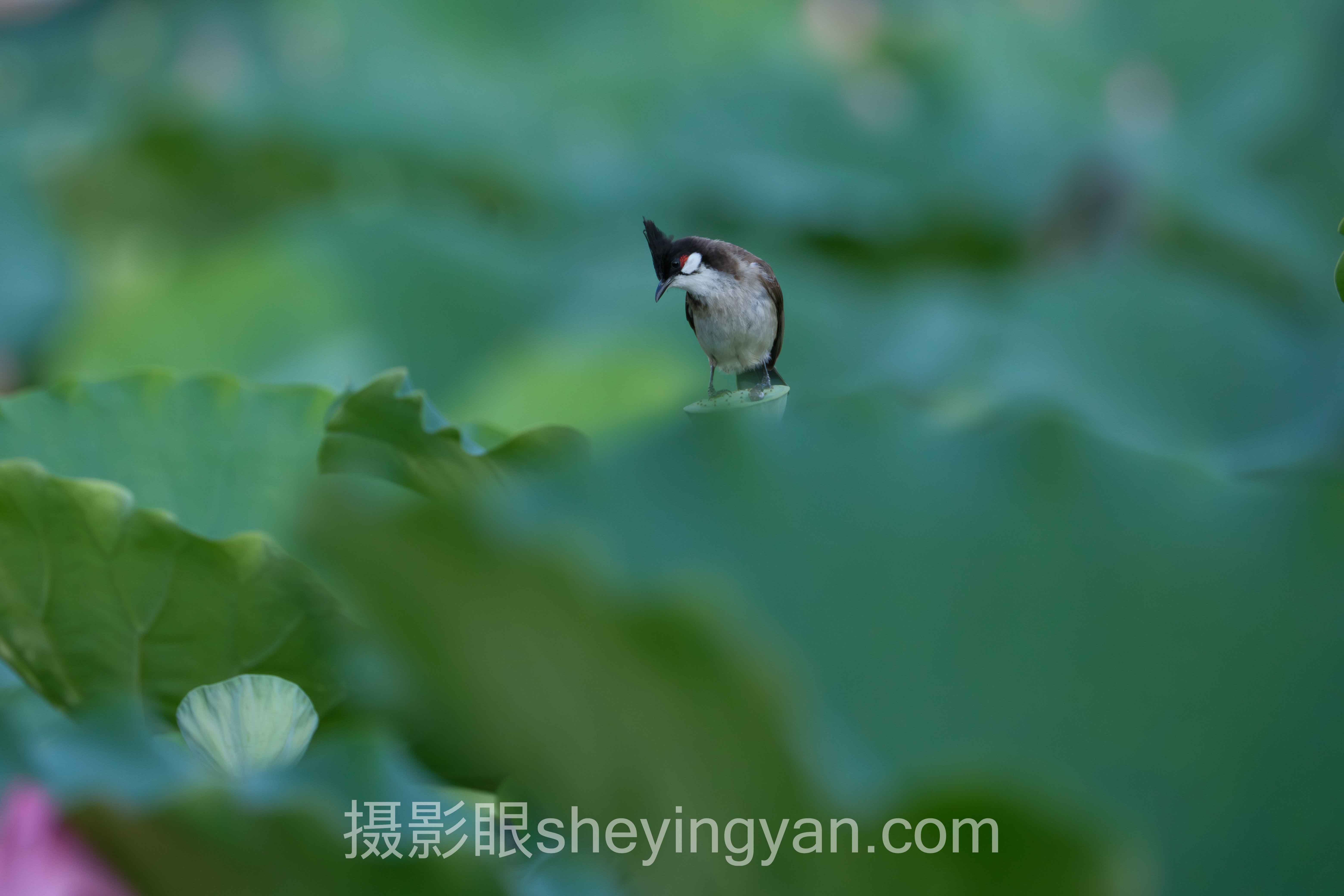 摄影照片点评行业数据全景：6组数据揭示AI评分真相