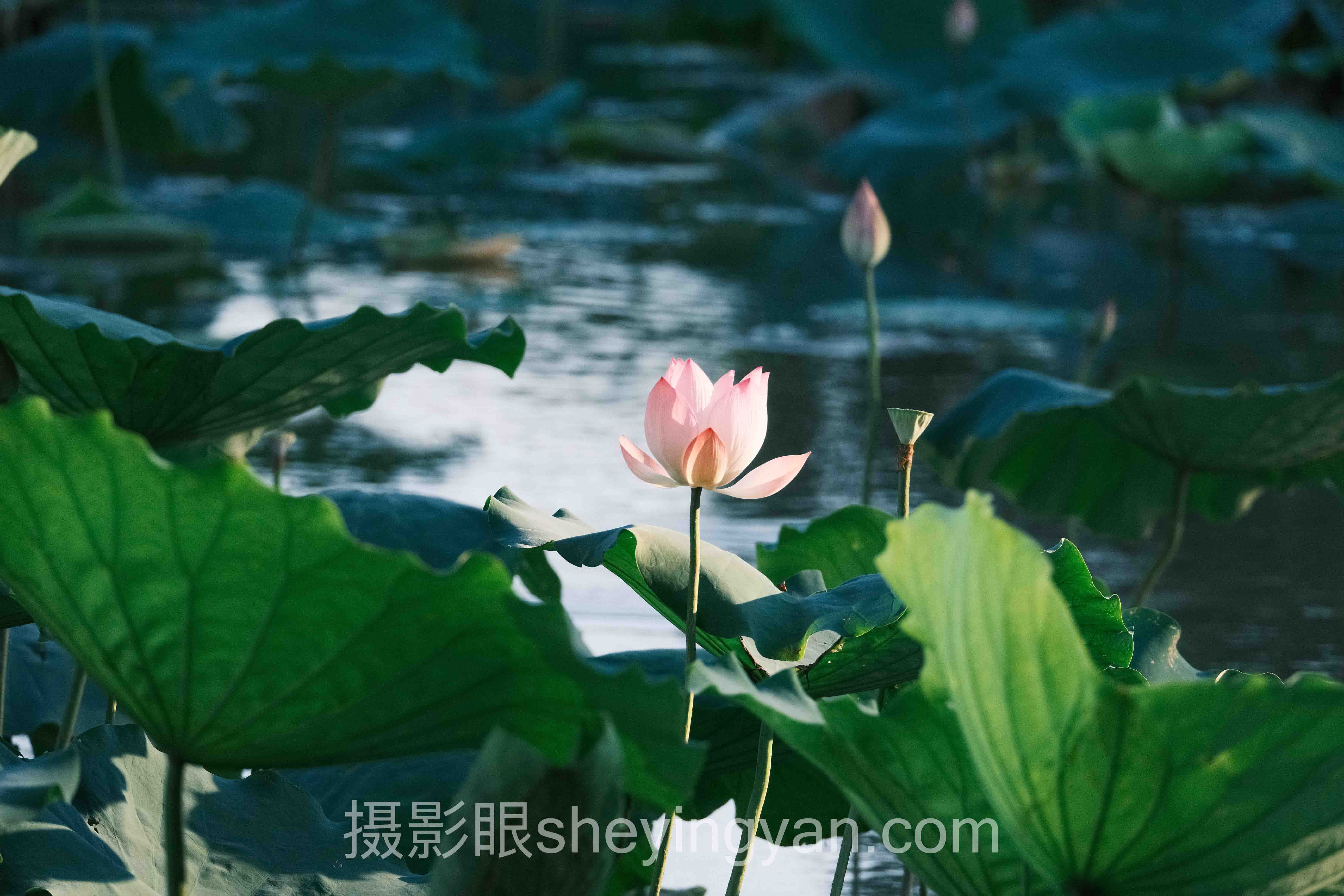 摄影新手入门性价比相机十人谈：多位专家的核心观点汇总