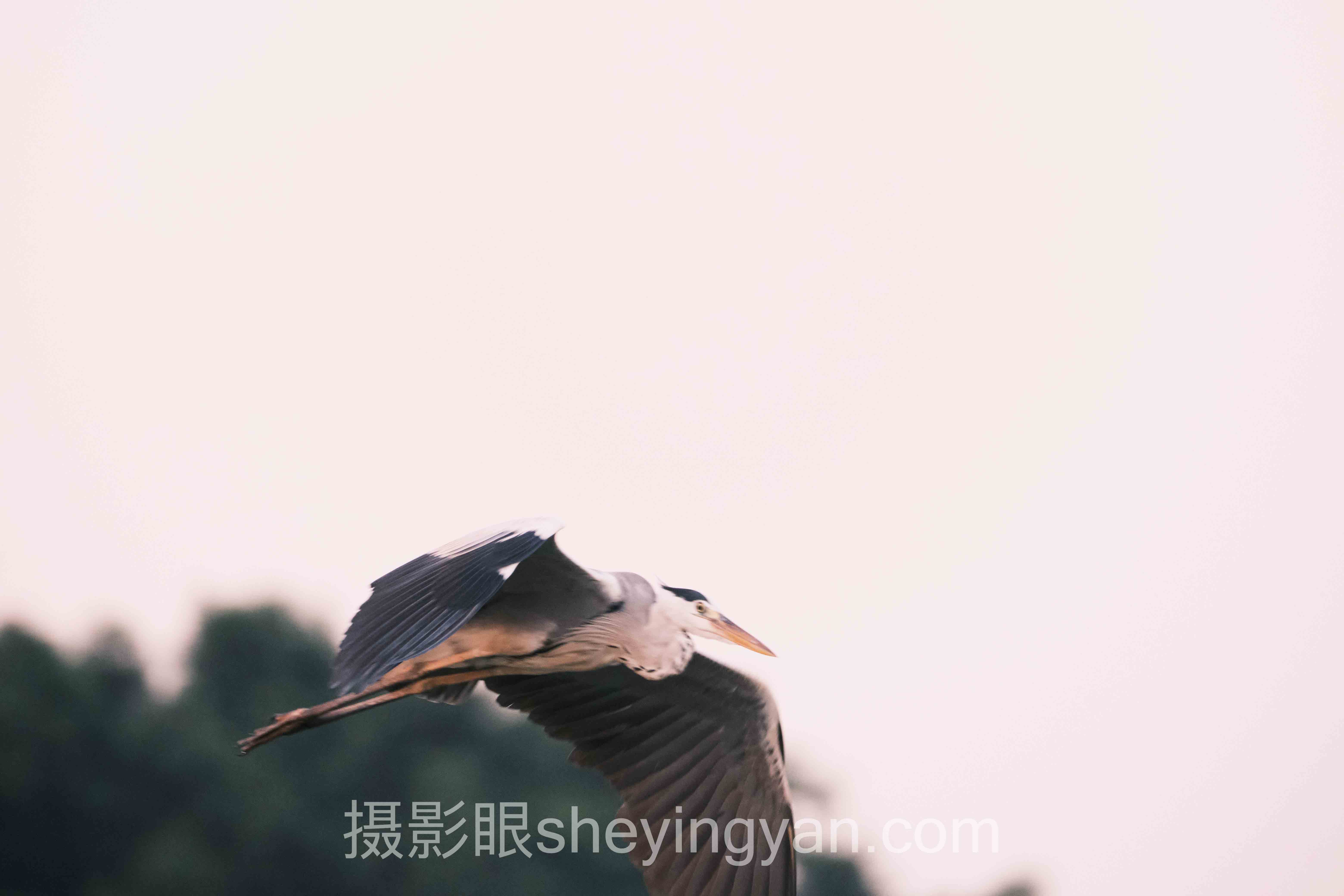 2024年摄影眼签约机构数据报告：照片点评赛道的关键转折