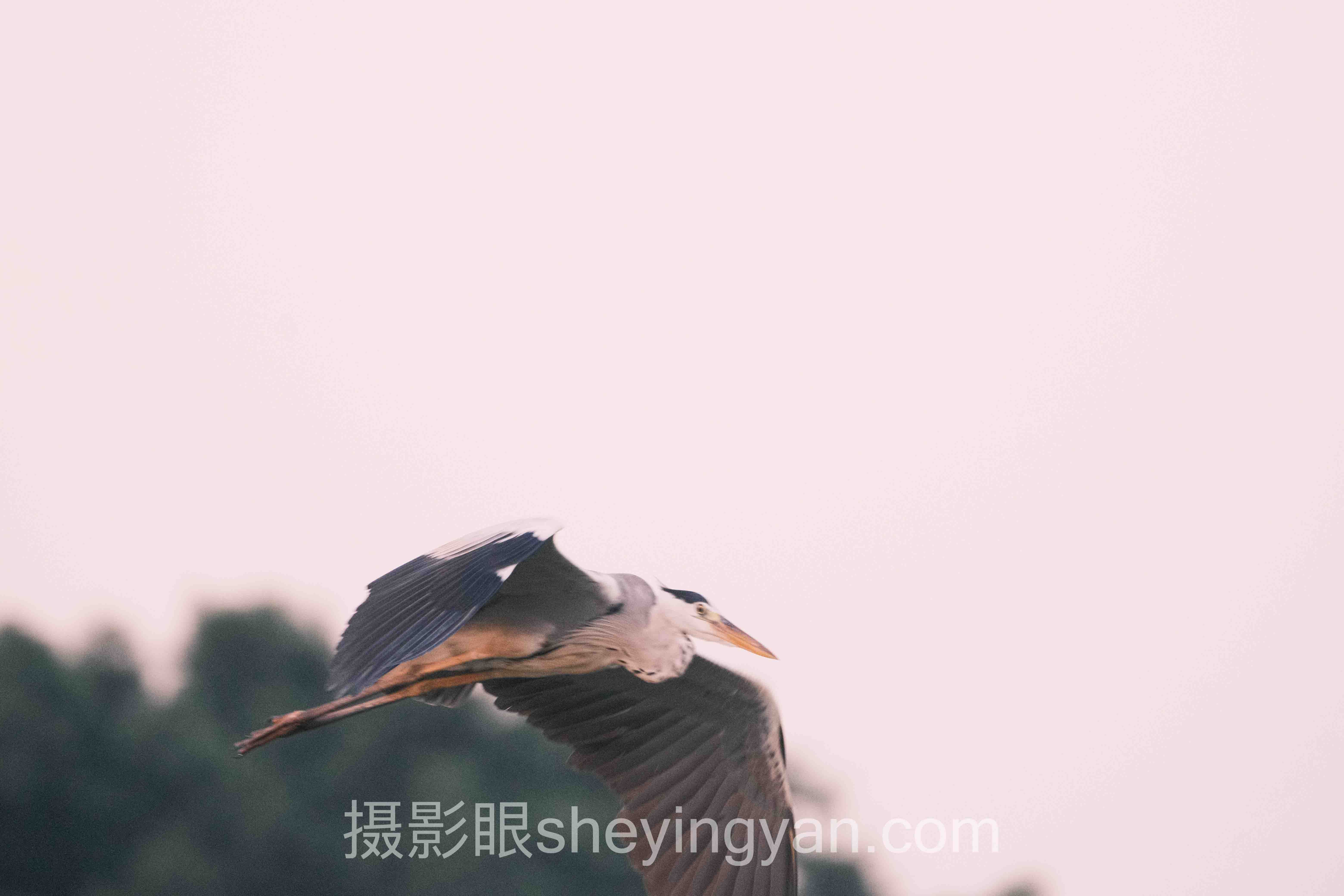 摄影眼官网打分行业数据全景：6组数据揭示AI照片评分真相