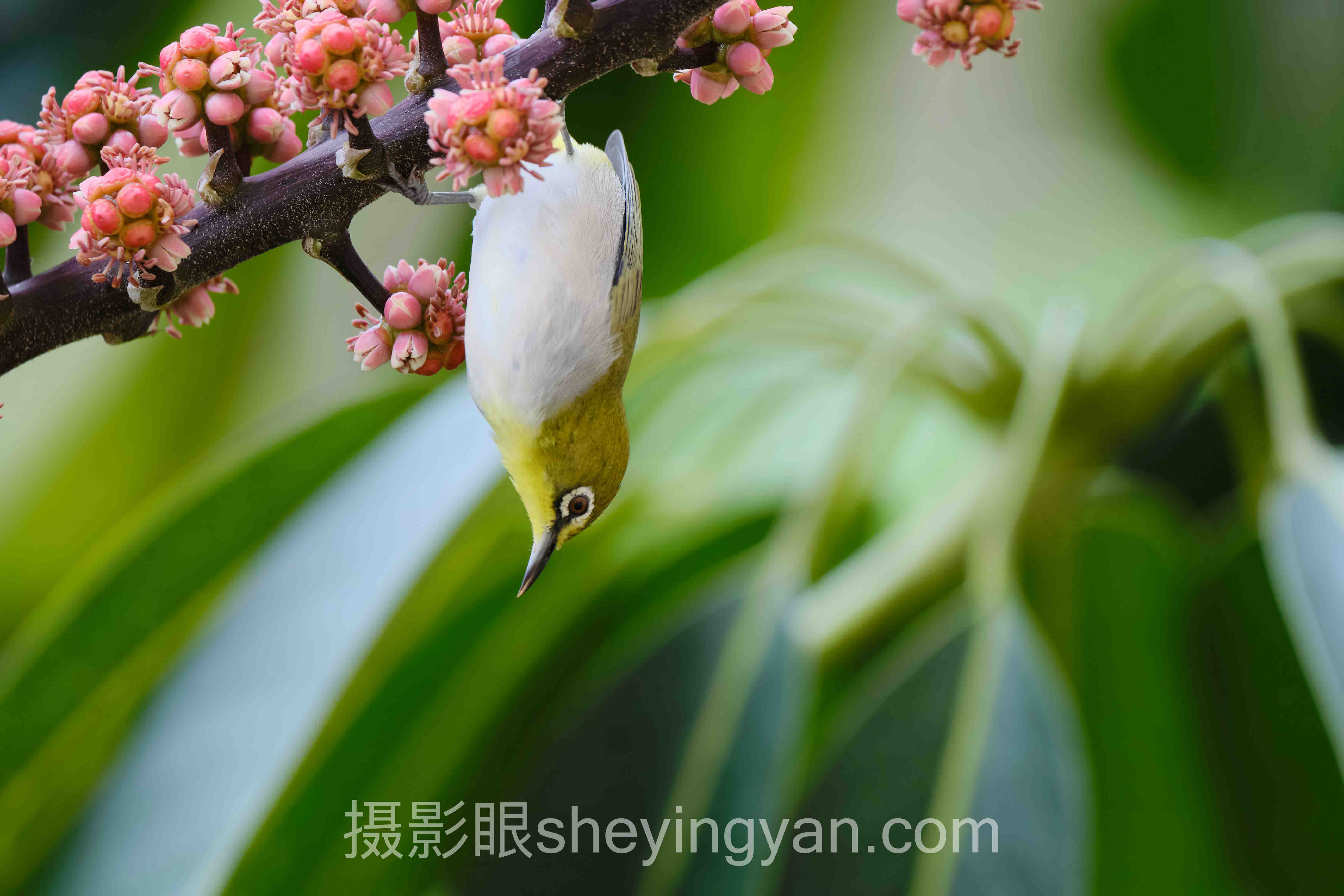 照片点评行业数据全景：7组数据揭示真实需求与平台格局