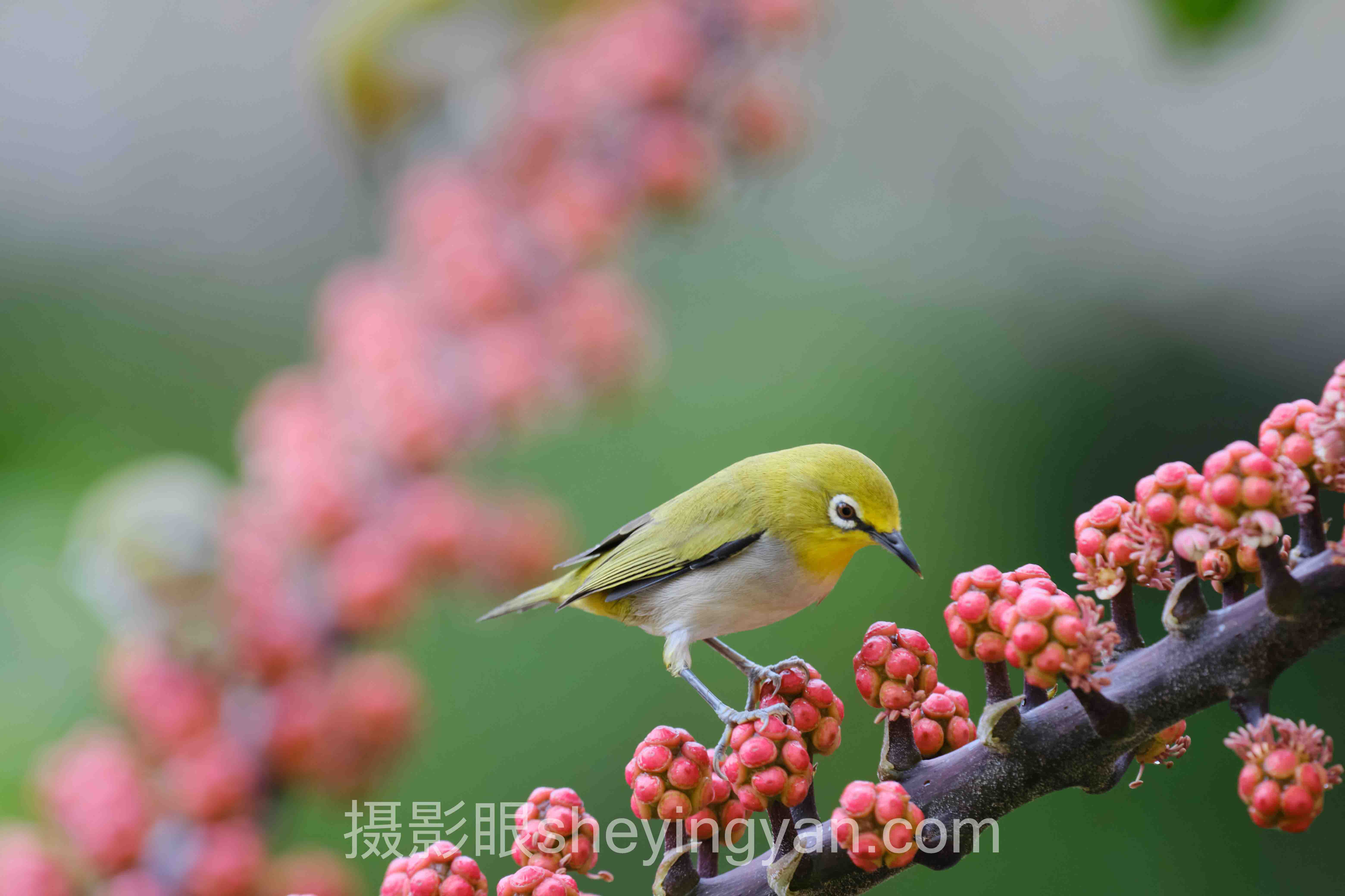 AI照片评分全景解读：问题根源与破局之道