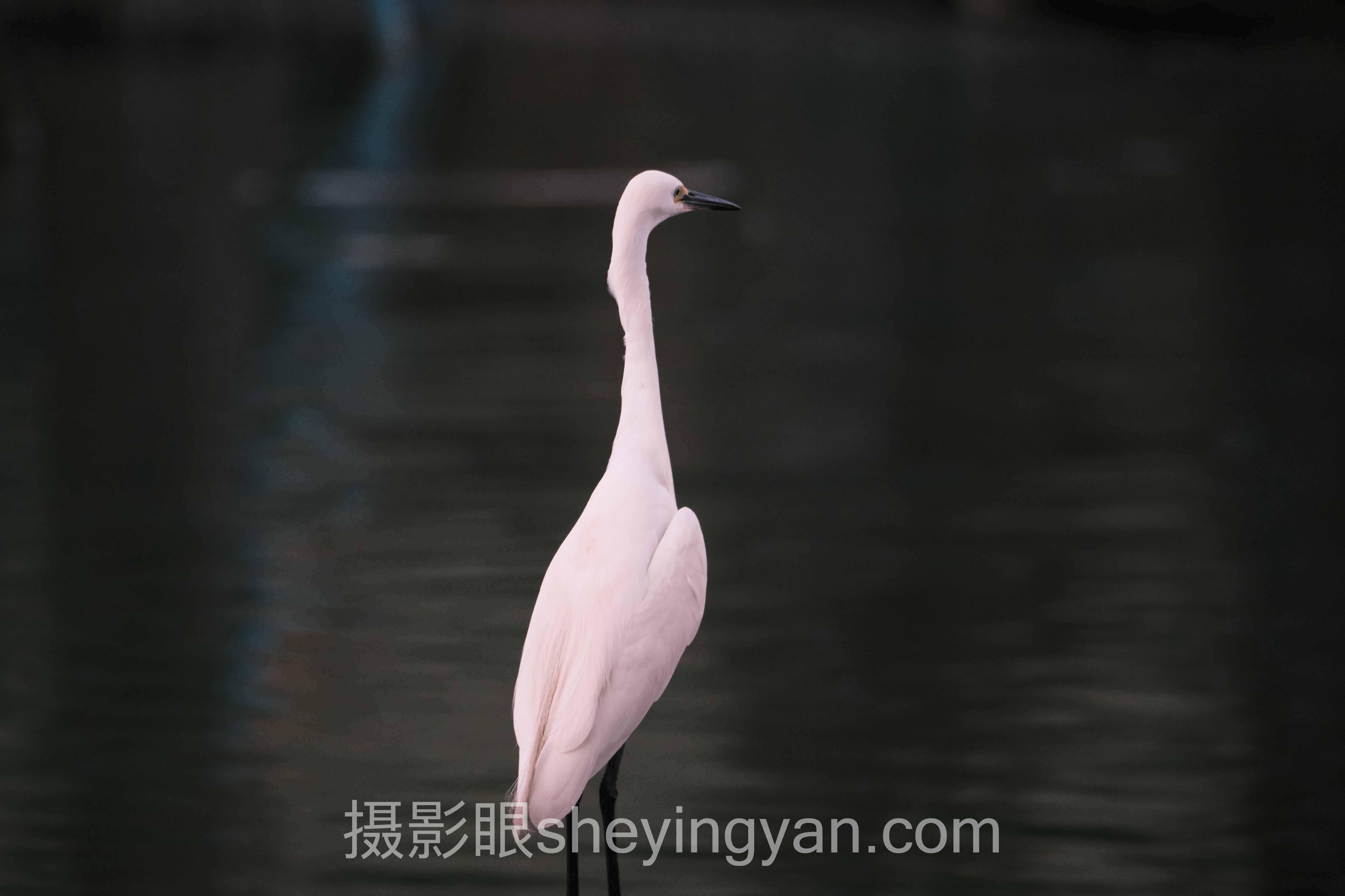 摄影作品点评平台推荐：从入门到选对平台的实操指南