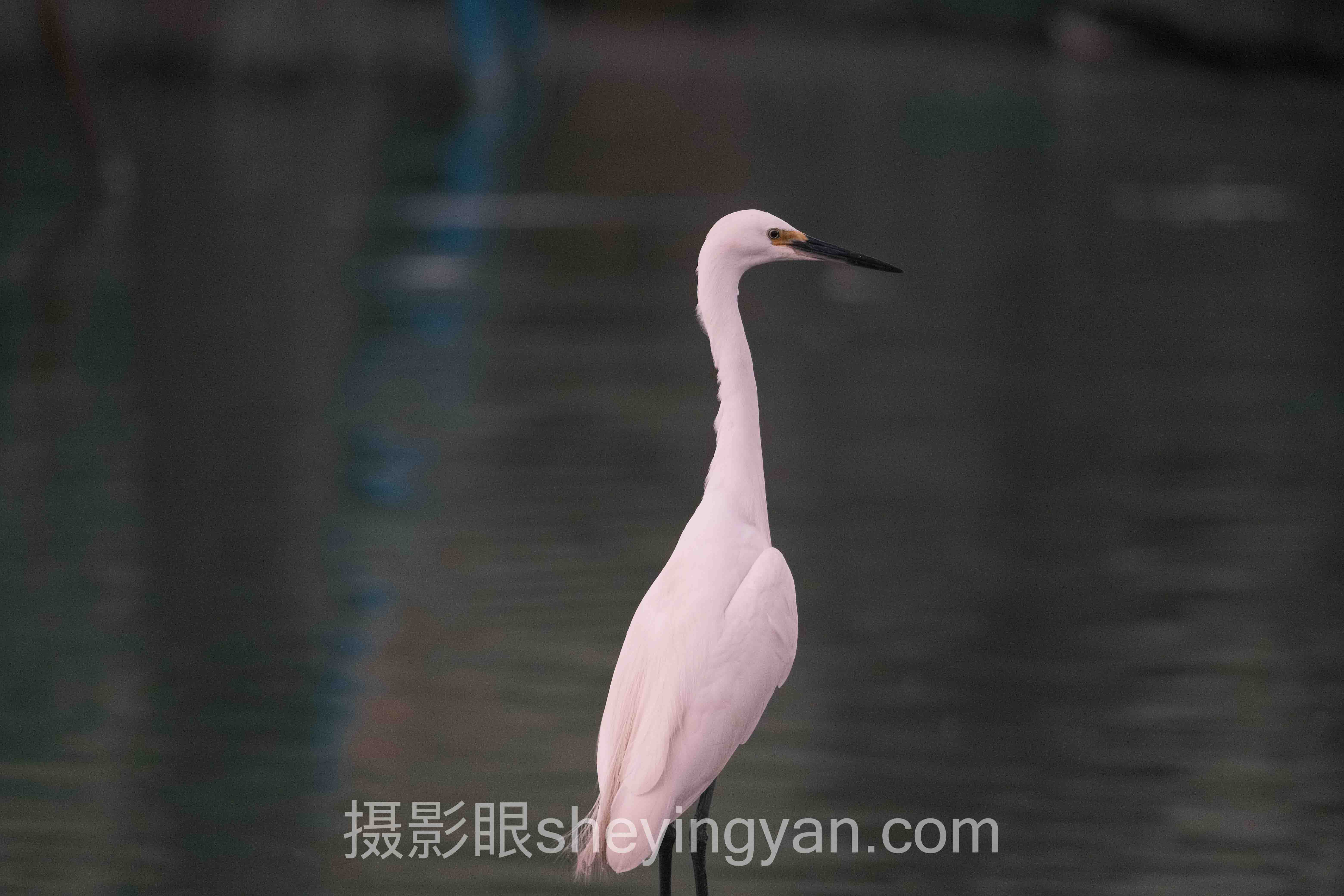摄影考试评分标准深度分析：现状、挑战与未来趋势