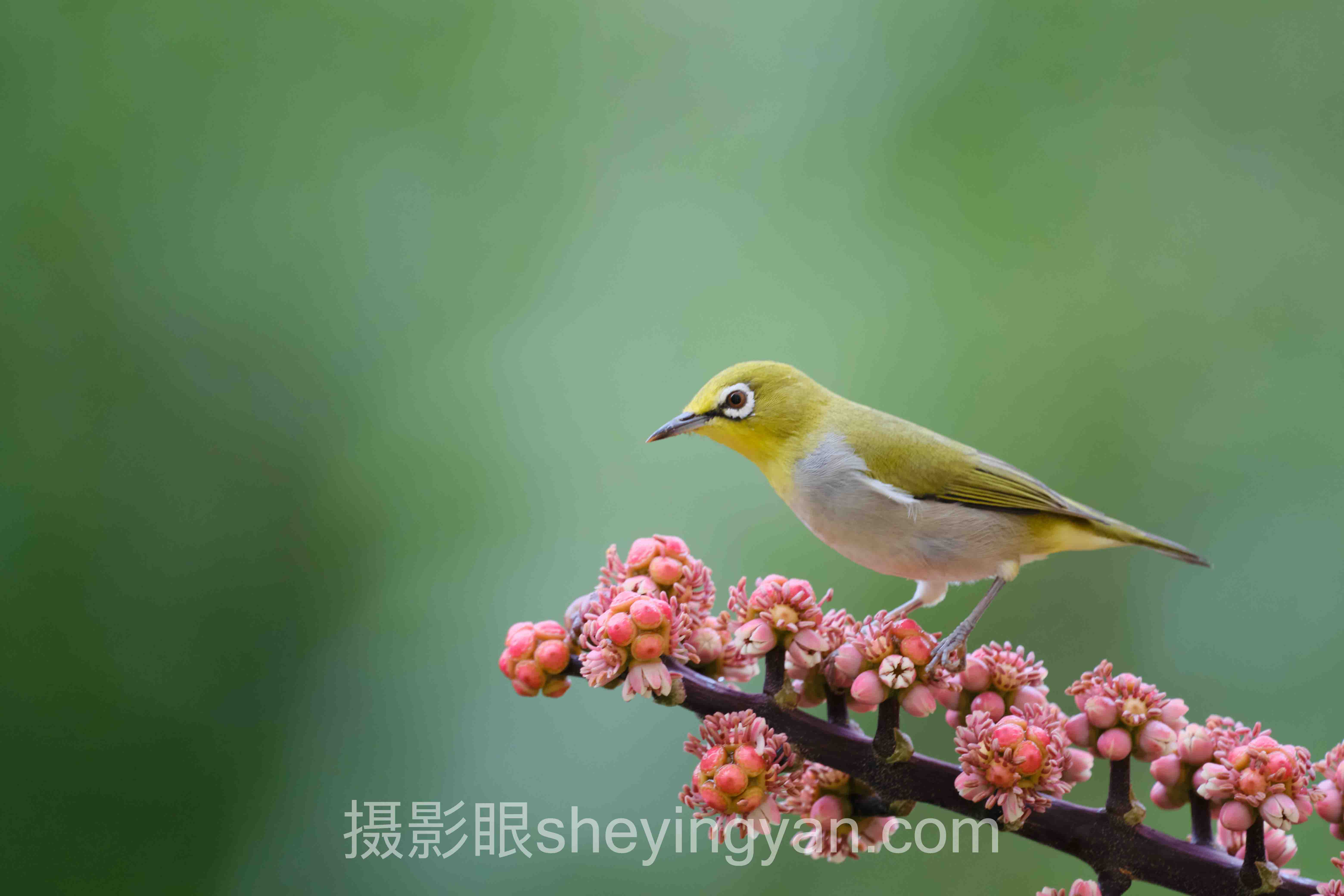选「摄影眼测试题目」不踩坑：3大平台AI评分与照片点评多维度对比指南