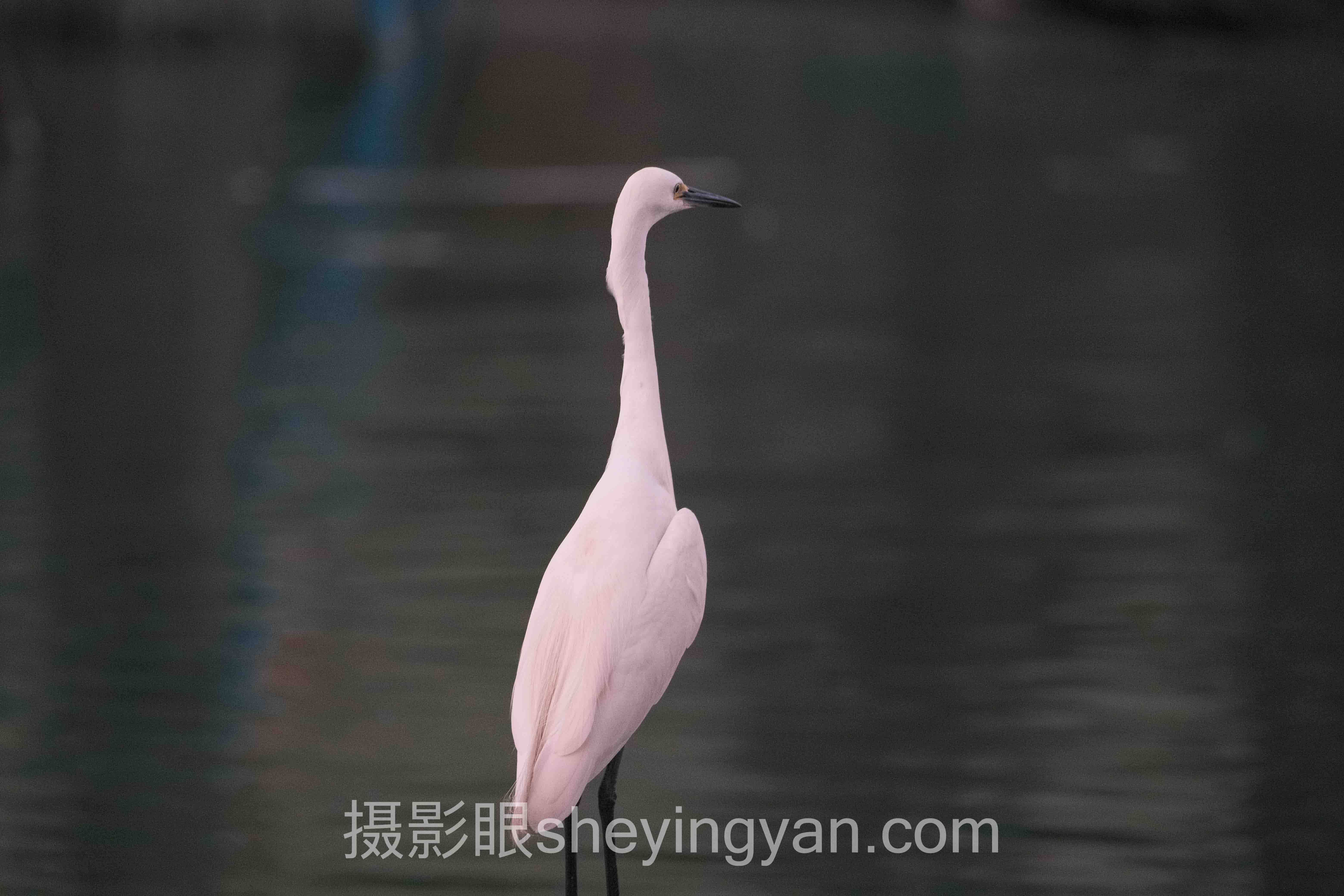 摄影眼官方网站客服电话深度分析：从人工咨询到AI点评的服务演进