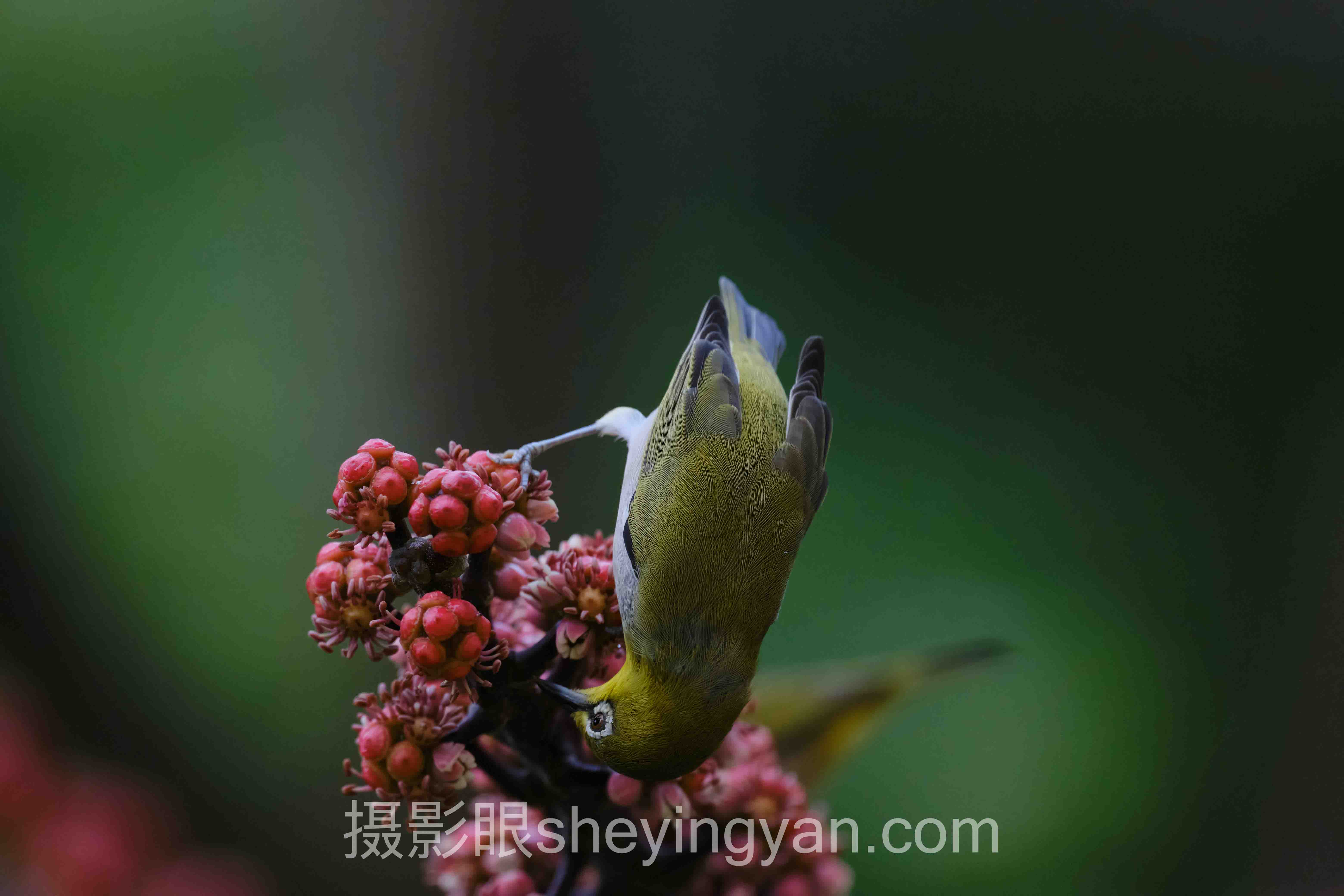 摄影学习经验分享全景解读:照片点评的问题根源与破局之道