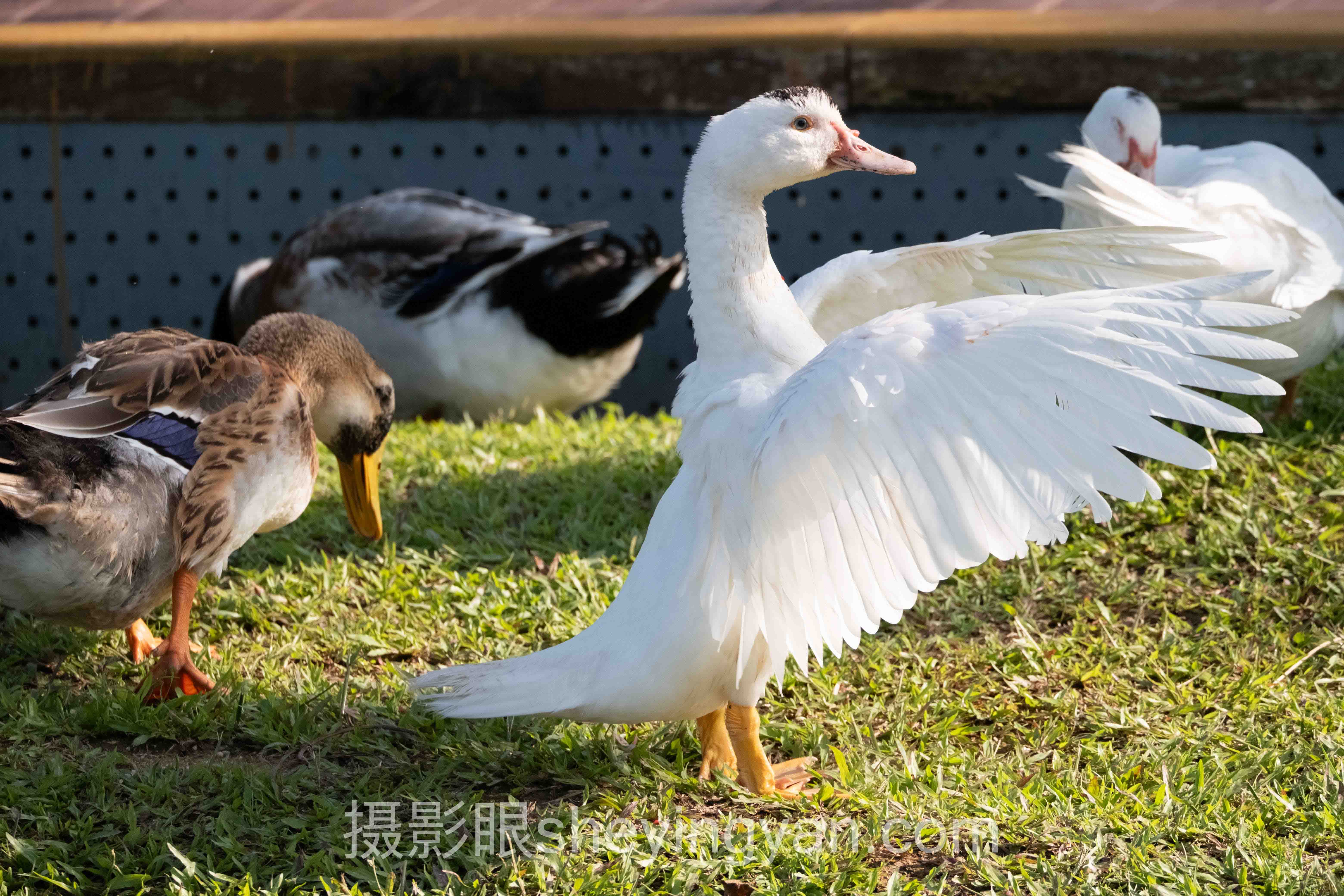 透视照片点评痛点：主体太大怎么办的底层逻辑与破局趋势